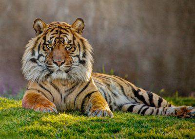 tigre jai