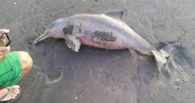 Dolphin dies after people carry it on shore so people can take selfies with it Taken from: http://www.sosvox.org/en/petition/identify-and-punish-those-responsible-for-the-death-of-a-baby-dolphin.html?utm_campaign=identify_and_punish_those_responsible_for_the_death_of_a_baby_dolphin&utm_source=facebook&utm_medium=organic Dolphin Murder pic