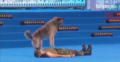 cane massaggio cardiaco