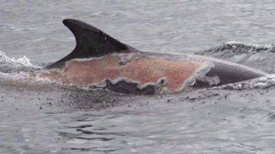 delfino ferito