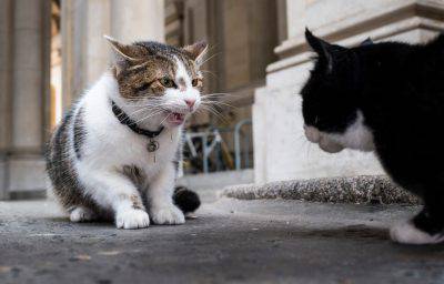 ¿ Licensed to London News Pictures. 17/07/2016. London, UK. Larry the cat, who belongs to the Prime Minister and lives at 10 Downing Street, and Palmerston, the Foreign and Commonwealth Office cat, square off against each other and fight on Downing Street. Photo credit: Rob Pinney/LNP
