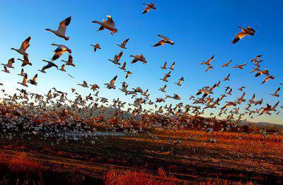 migrazione uccelli