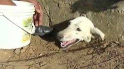 Peru-dog-head-stuck-in-hole