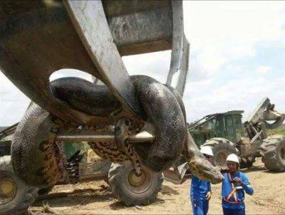 Giant anaconda found in Brazillian building site.