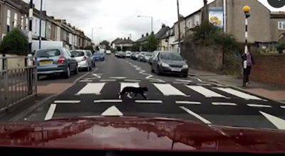 gatto-strisce-pedonali