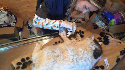 pietro-amatrice-gatto