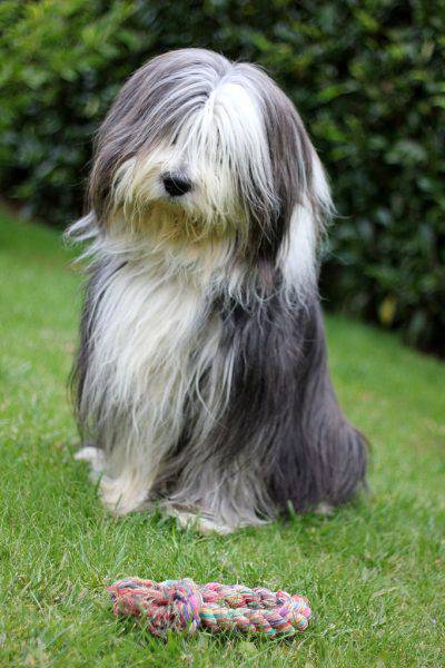 bearded collie