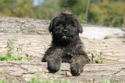 bovaro delle fiandre