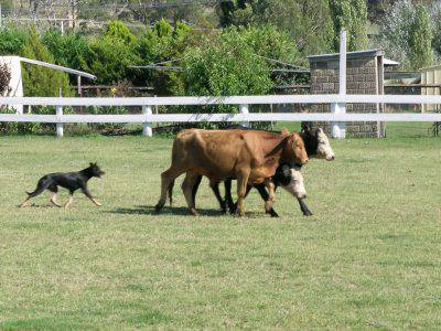 kelpie_cattle_2