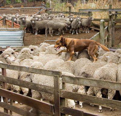 kelpie_walking_across_the_backs_of_sheep