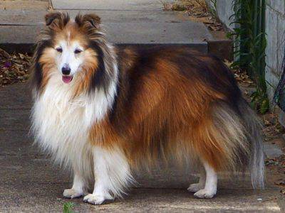 shetland_sheepdog_sable