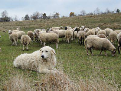 Cane da pastore Abruzzese