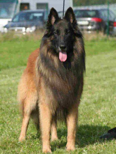 Cane Da Pastore Belga Colori Mogano