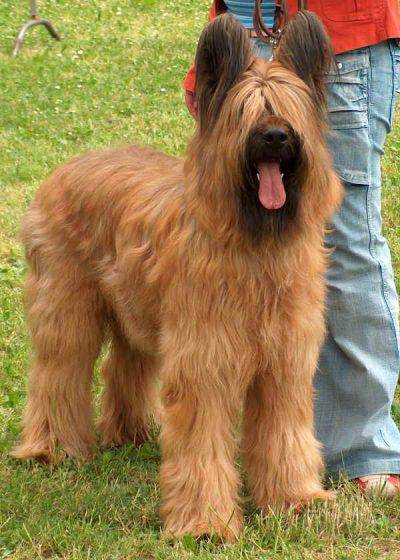 cane da pastore di brie