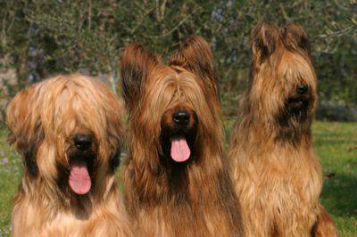 cane da pastore di brie