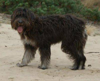 cane-da-serra-de-aires-2