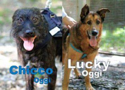 chicco-lucky-cani