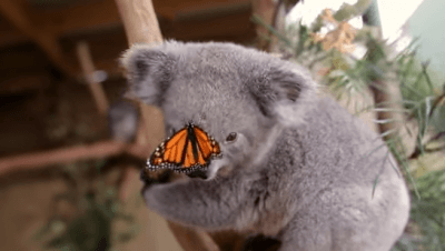 farfalla-koala