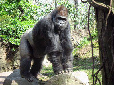 gorilla-zoo2