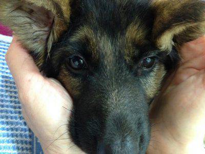 nikita-pastore-tedesco-cane