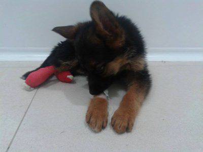 nikita-pastore-tedesco-cane2