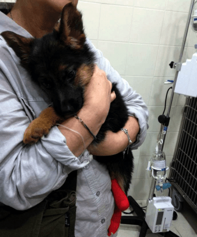 nikita-pastore-tedesco-cane3