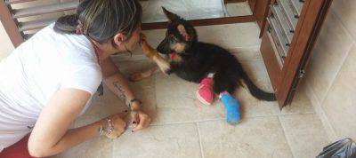 nikita-pastore-tedesco-cane4