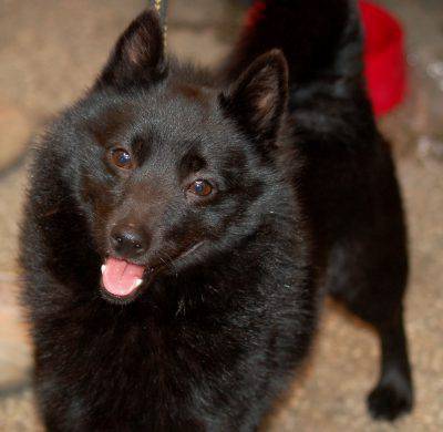 schipperke-2