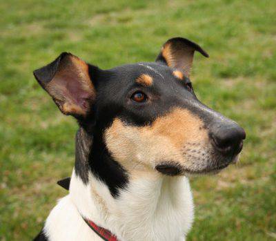smooth-collie-3