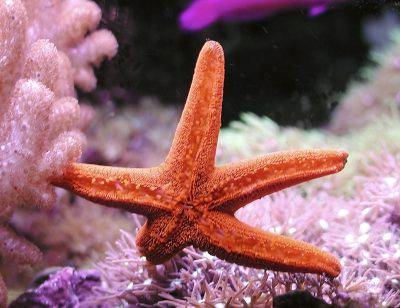 stella-marina-stelle-marine