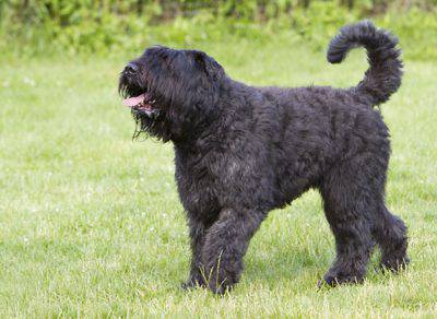 bovaro delle fiandre