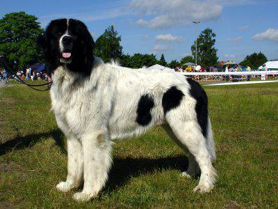 landseer-1