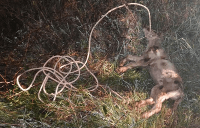 schermata-2016-11-16-alle-13-04-54