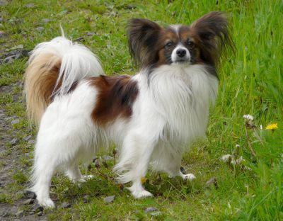 spaniel_papillon