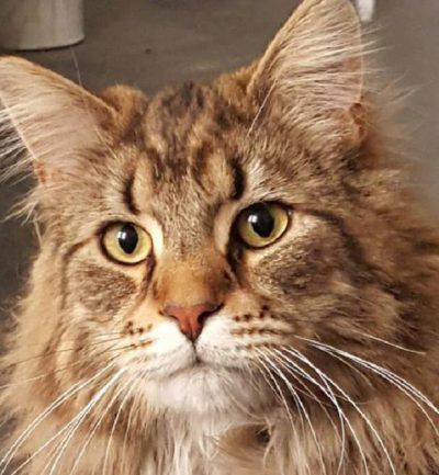 gatto-delle-foreste-norvegesi-1