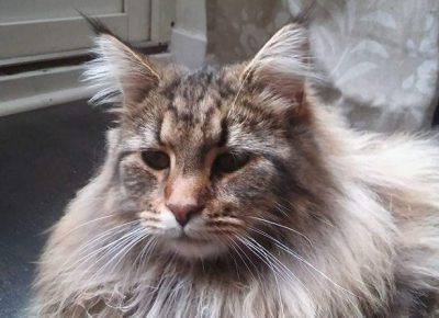 gatto-delle-foreste-norvegesi-2