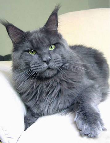 maine-coon-3