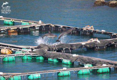 mamma-delfino
