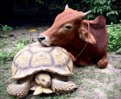 mucca-tartaruga