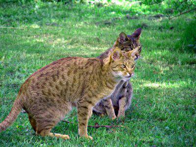 ocicat2
