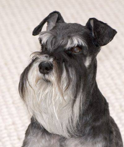 schnauzer
