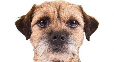 borderterrier_hero