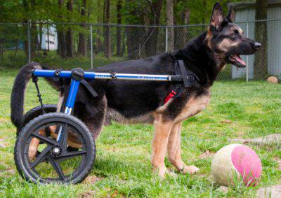 dog in wheelchair II