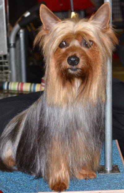 australian-silky-terrier-4