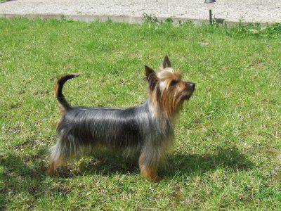 australian-silky-terrier2