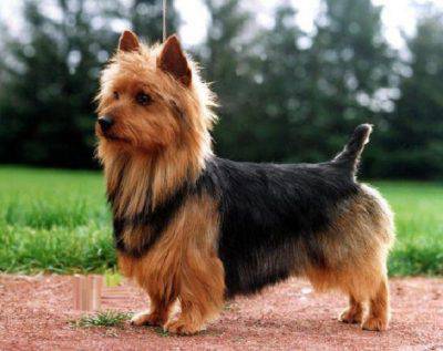 australian-terrier-4