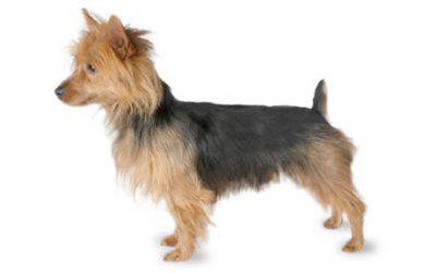 australian-terrier