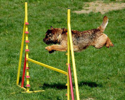 border-terrier-3