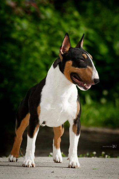 bull-terrier3