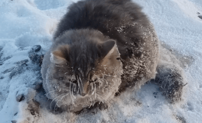 gatto-congelato